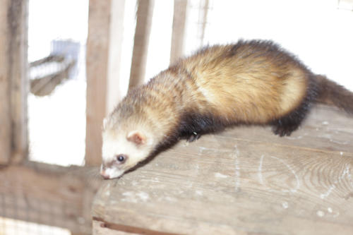 Хорьки