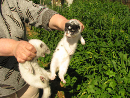 Норка