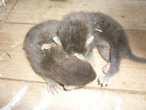 Норка