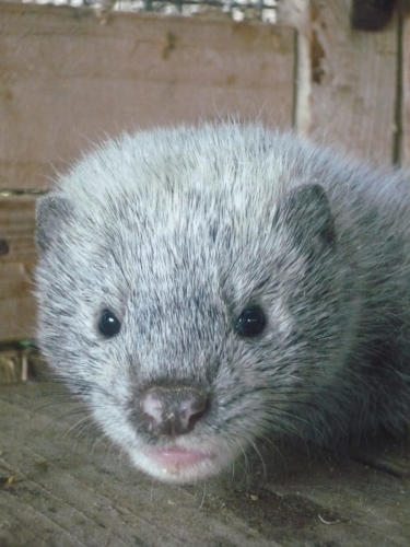 Норка